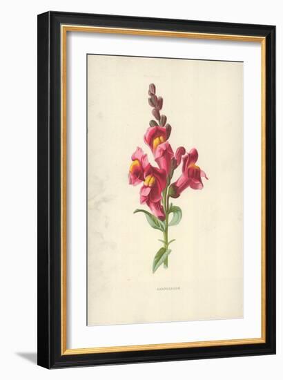 Snapdragon-Frederick Edward Hulme-Framed Giclee Print