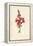 Snapdragon-Frederick Edward Hulme-Framed Premier Image Canvas