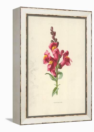 Snapdragon-Frederick Edward Hulme-Framed Premier Image Canvas