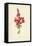 Snapdragon-Frederick Edward Hulme-Framed Premier Image Canvas