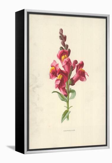 Snapdragon-Frederick Edward Hulme-Framed Premier Image Canvas