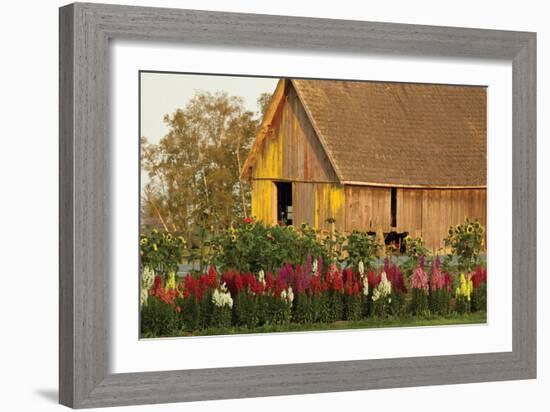 Snapdragons Barn I-Dana Styber-Framed Photographic Print