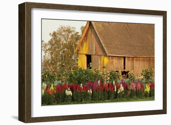 Snapdragons Barn I-Dana Styber-Framed Photographic Print