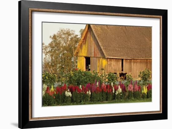 Snapdragons Barn I-Dana Styber-Framed Photographic Print