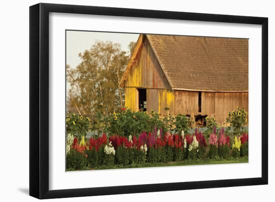 Snapdragons Barn I-Dana Styber-Framed Photographic Print