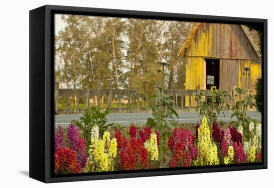 Snapdragons Barn II-Dana Styber-Framed Premier Image Canvas