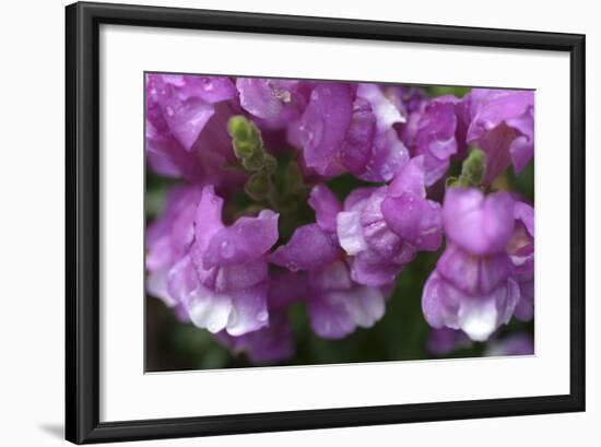 Snapdragons Flowers-Anna Miller-Framed Photographic Print