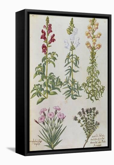 Snapdragons, Small Pink Dianthus and a Thyme. from 'Camerarius Florilegium'-Joachim Camerarius-Framed Premier Image Canvas