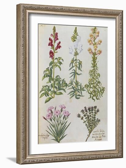 Snapdragons, Small Pink Dianthus and a Thyme. from 'Camerarius Florilegium'-Joachim Camerarius-Framed Giclee Print