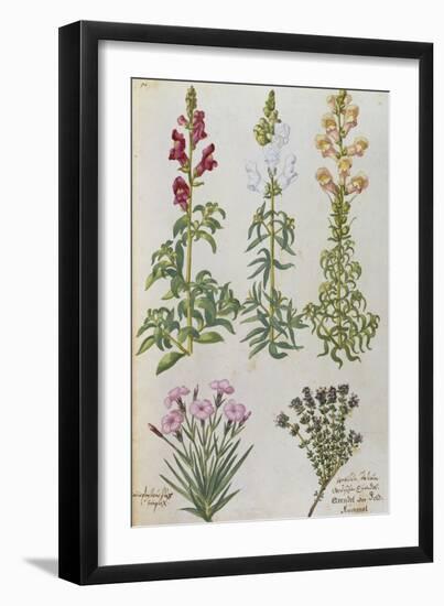 Snapdragons, Small Pink Dianthus and a Thyme. from 'Camerarius Florilegium'-Joachim Camerarius-Framed Giclee Print