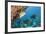 Snapper and Sweetlips in Coral Reef, Maldives-Reinhard Dirscherl-Framed Photographic Print