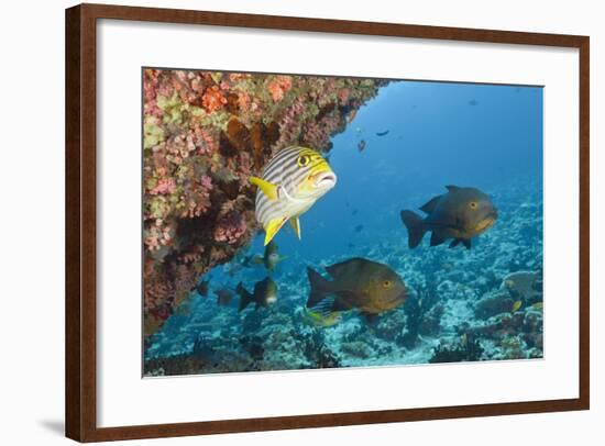 Snapper and Sweetlips in Coral Reef, Maldives-Reinhard Dirscherl-Framed Photographic Print