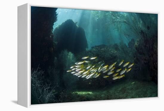 Snappers-Matthew Oldfield-Framed Premier Image Canvas
