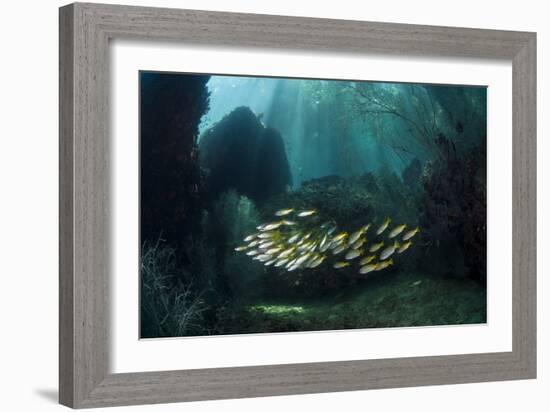 Snappers-Matthew Oldfield-Framed Photographic Print