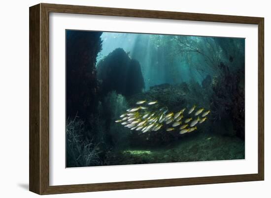 Snappers-Matthew Oldfield-Framed Photographic Print