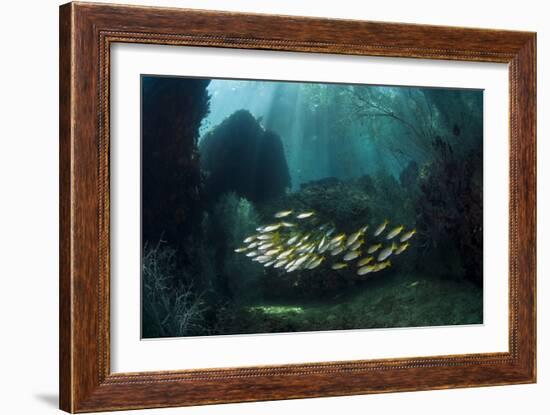 Snappers-Matthew Oldfield-Framed Photographic Print