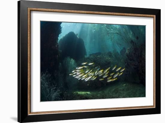 Snappers-Matthew Oldfield-Framed Photographic Print