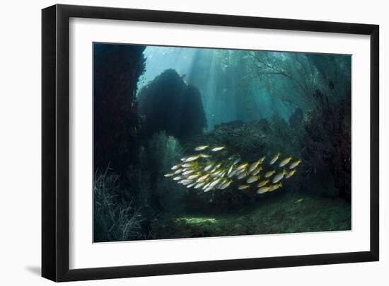 Snappers-Matthew Oldfield-Framed Photographic Print