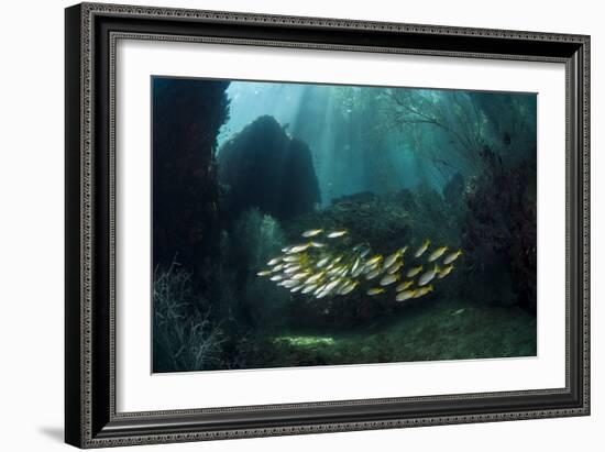 Snappers-Matthew Oldfield-Framed Photographic Print
