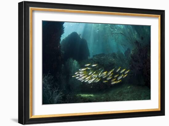 Snappers-Matthew Oldfield-Framed Photographic Print