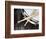 Snare Drum and Drumsticks-Roy McMahon-Framed Photographic Print