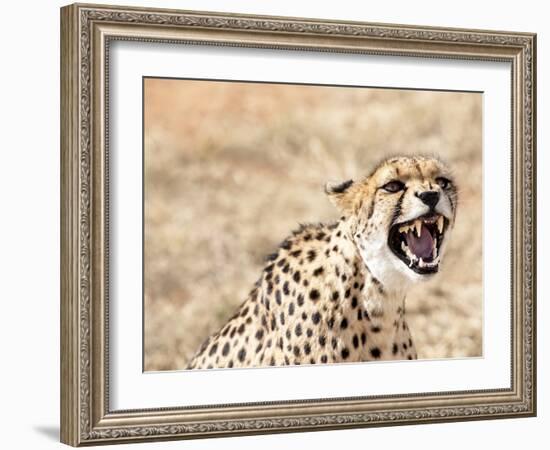 Snarling Cheetah (Acynonix Jubatus) Showing Teeth, Kalahari Plains, Namibia, Africa-Kim Walker-Framed Photographic Print