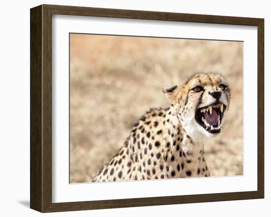 Snarling Cheetah (Acynonix Jubatus) Showing Teeth, Kalahari Plains, Namibia, Africa-Kim Walker-Framed Photographic Print