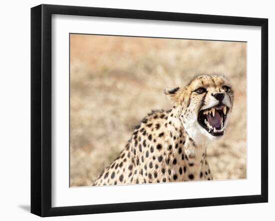 Snarling Cheetah (Acynonix Jubatus) Showing Teeth, Kalahari Plains, Namibia, Africa-Kim Walker-Framed Photographic Print