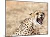 Snarling Cheetah (Acynonix Jubatus) Showing Teeth, Kalahari Plains, Namibia, Africa-Kim Walker-Mounted Photographic Print