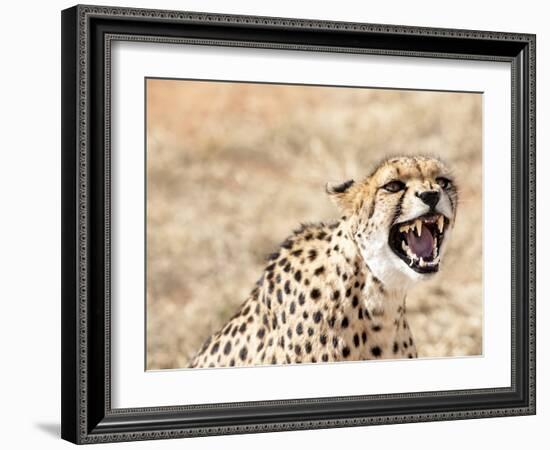 Snarling Cheetah (Acynonix Jubatus) Showing Teeth, Kalahari Plains, Namibia, Africa-Kim Walker-Framed Photographic Print