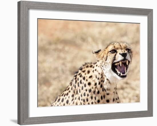 Snarling Cheetah (Acynonix Jubatus) Showing Teeth, Kalahari Plains, Namibia, Africa-Kim Walker-Framed Photographic Print