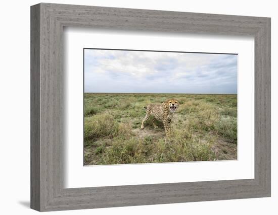 Snarling Cheetah-Paul Souders-Framed Photographic Print