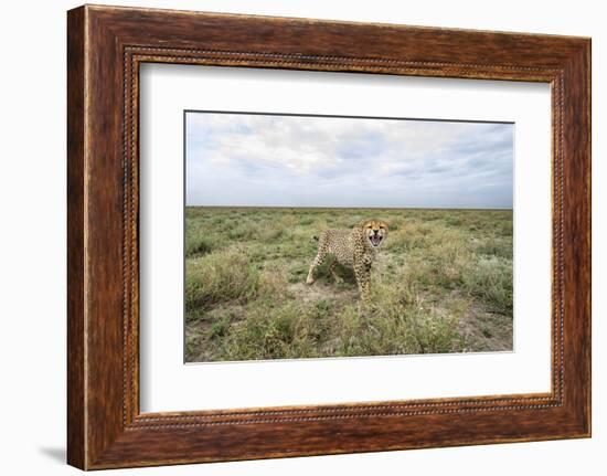 Snarling Cheetah-Paul Souders-Framed Photographic Print