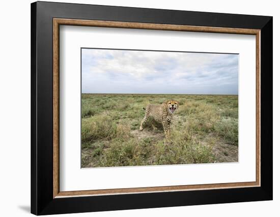 Snarling Cheetah-Paul Souders-Framed Photographic Print