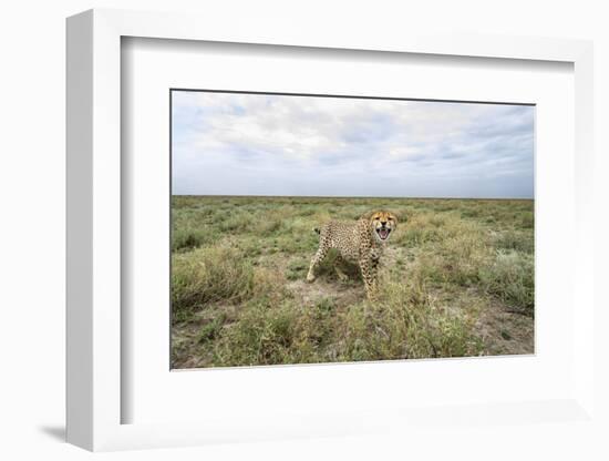 Snarling Cheetah-Paul Souders-Framed Photographic Print