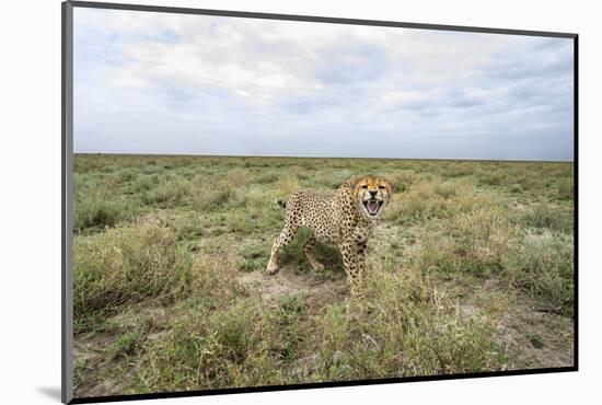 Snarling Cheetah-Paul Souders-Mounted Photographic Print