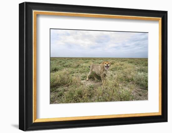 Snarling Cheetah-Paul Souders-Framed Photographic Print