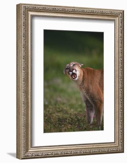 Snarling Cougar-DLILLC-Framed Photographic Print