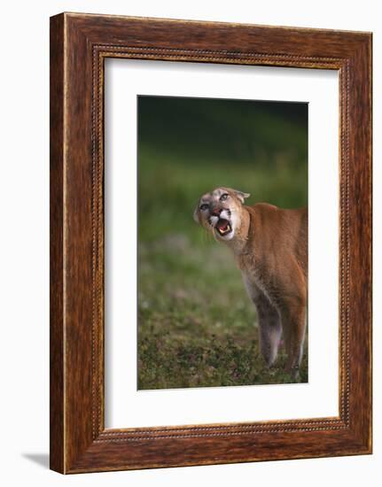 Snarling Cougar-DLILLC-Framed Photographic Print