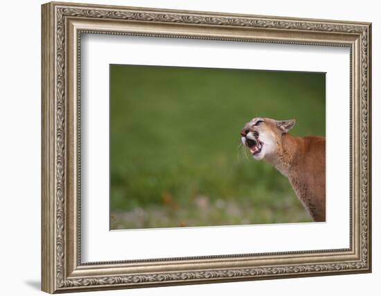 Snarling Cougar-DLILLC-Framed Photographic Print