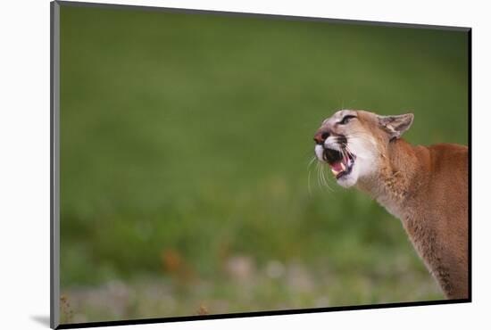 Snarling Cougar-DLILLC-Mounted Photographic Print