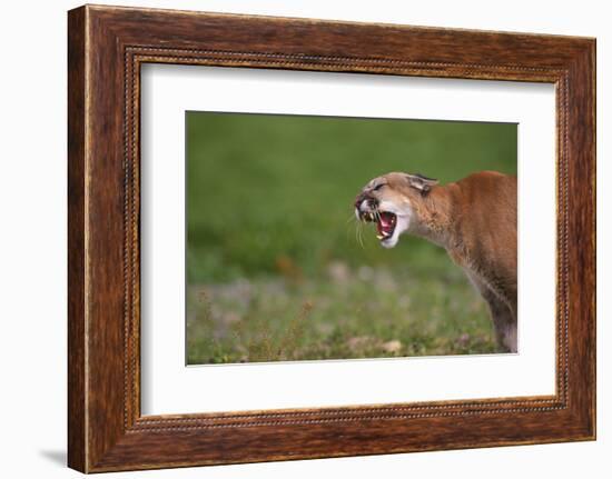 Snarling Cougar-DLILLC-Framed Photographic Print