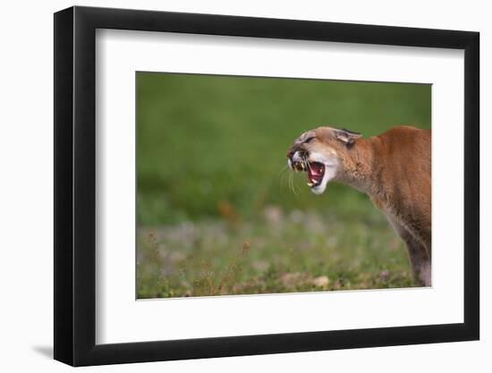 Snarling Cougar-DLILLC-Framed Photographic Print