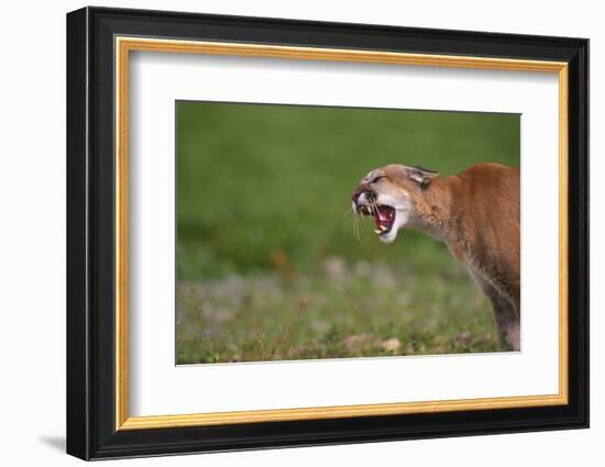 Snarling Cougar-DLILLC-Framed Photographic Print