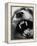 Snarling Dog-Henry Horenstein-Framed Premier Image Canvas