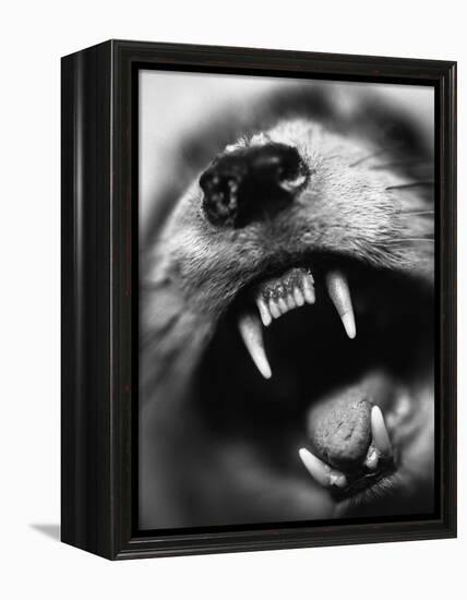 Snarling Dog-Henry Horenstein-Framed Premier Image Canvas