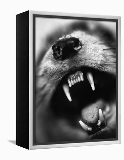 Snarling Dog-Henry Horenstein-Framed Premier Image Canvas