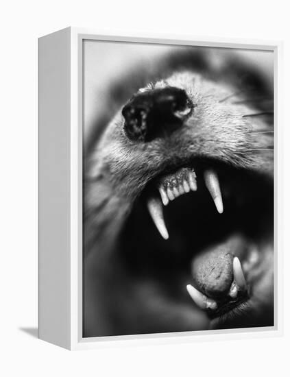 Snarling Dog-Henry Horenstein-Framed Premier Image Canvas