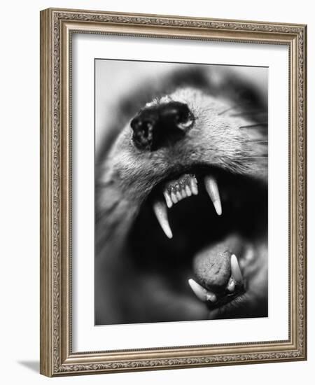 Snarling Dog-Henry Horenstein-Framed Photographic Print