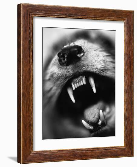 Snarling Dog-Henry Horenstein-Framed Photographic Print